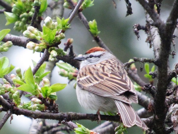 Chipping Sparrow in Cherry Tree